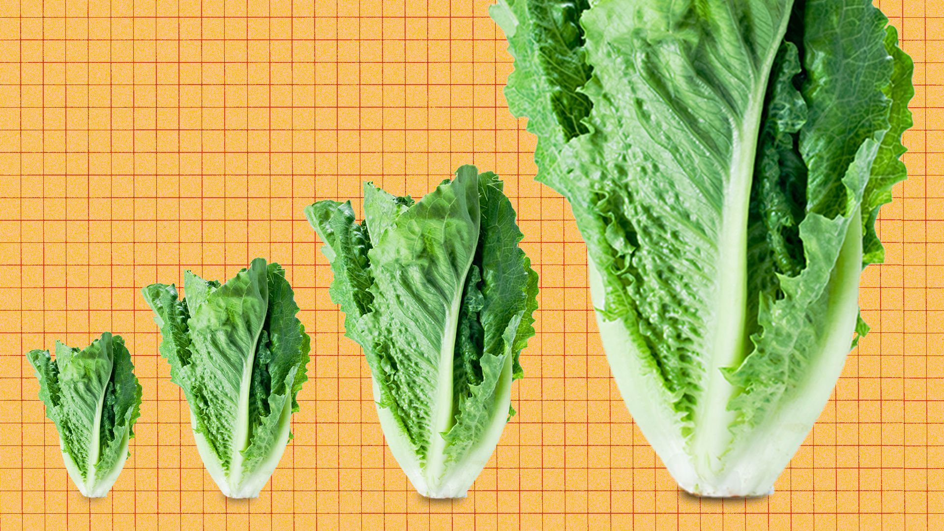 Illustration of heads of lettuce growing bigger.