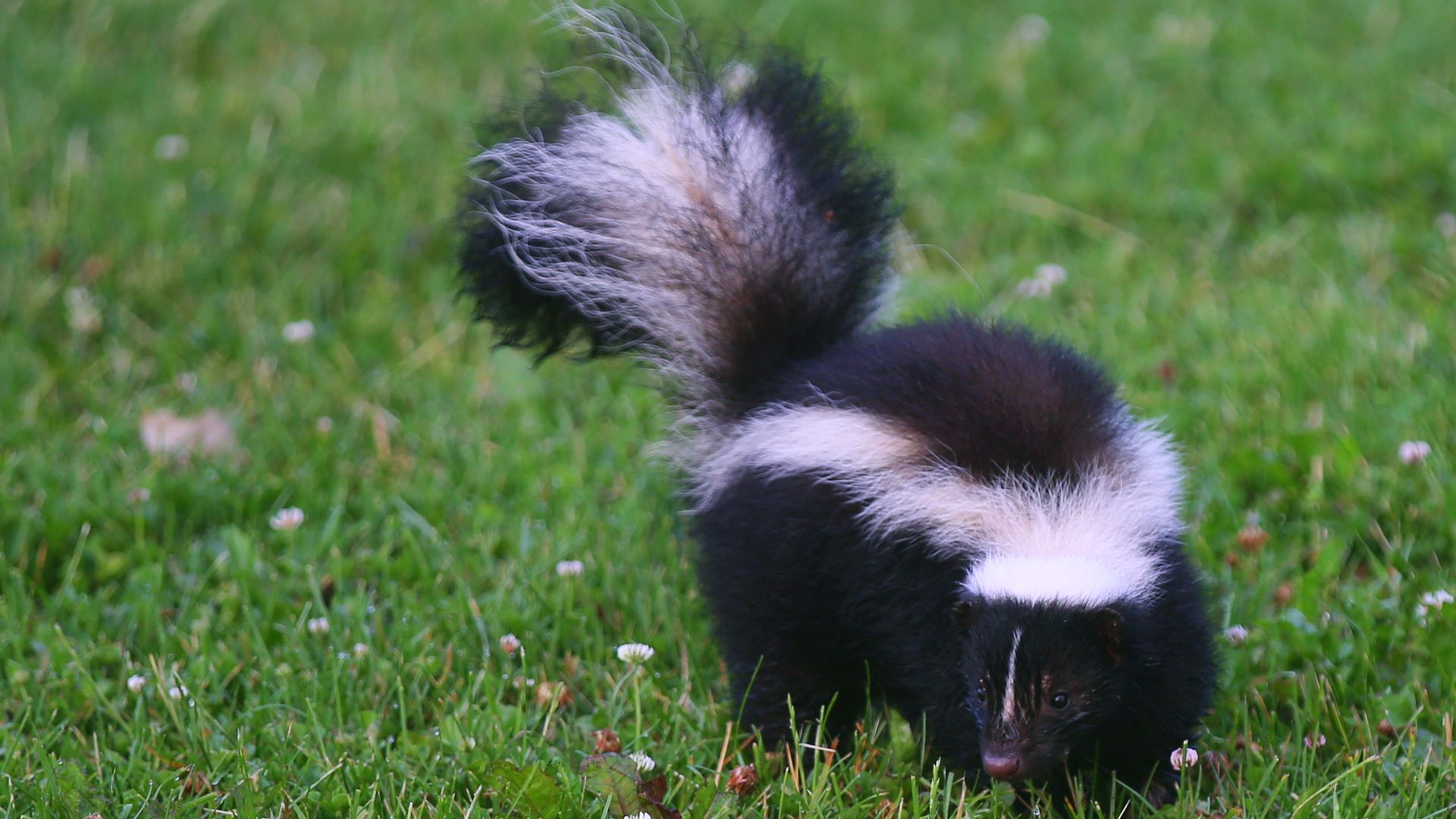 Ohio pro tips for dealing with skunks near your house - Axios Columbus