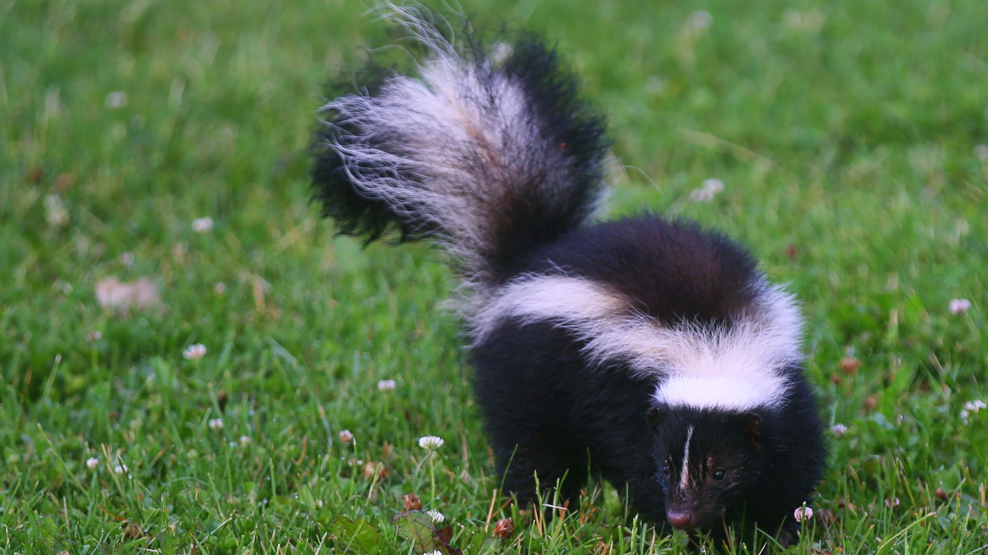 A skunk in the grass.