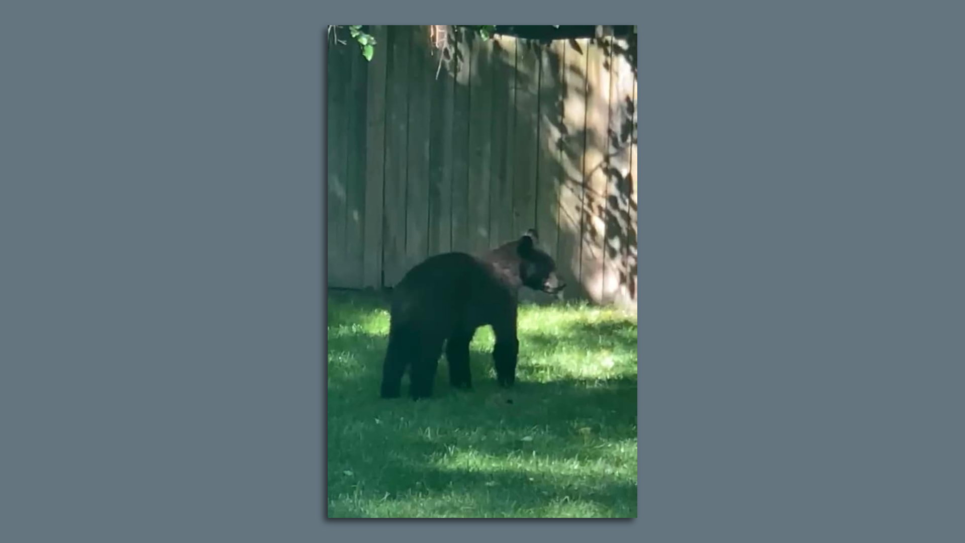 A young black bear in a yard in Woodland Heights.