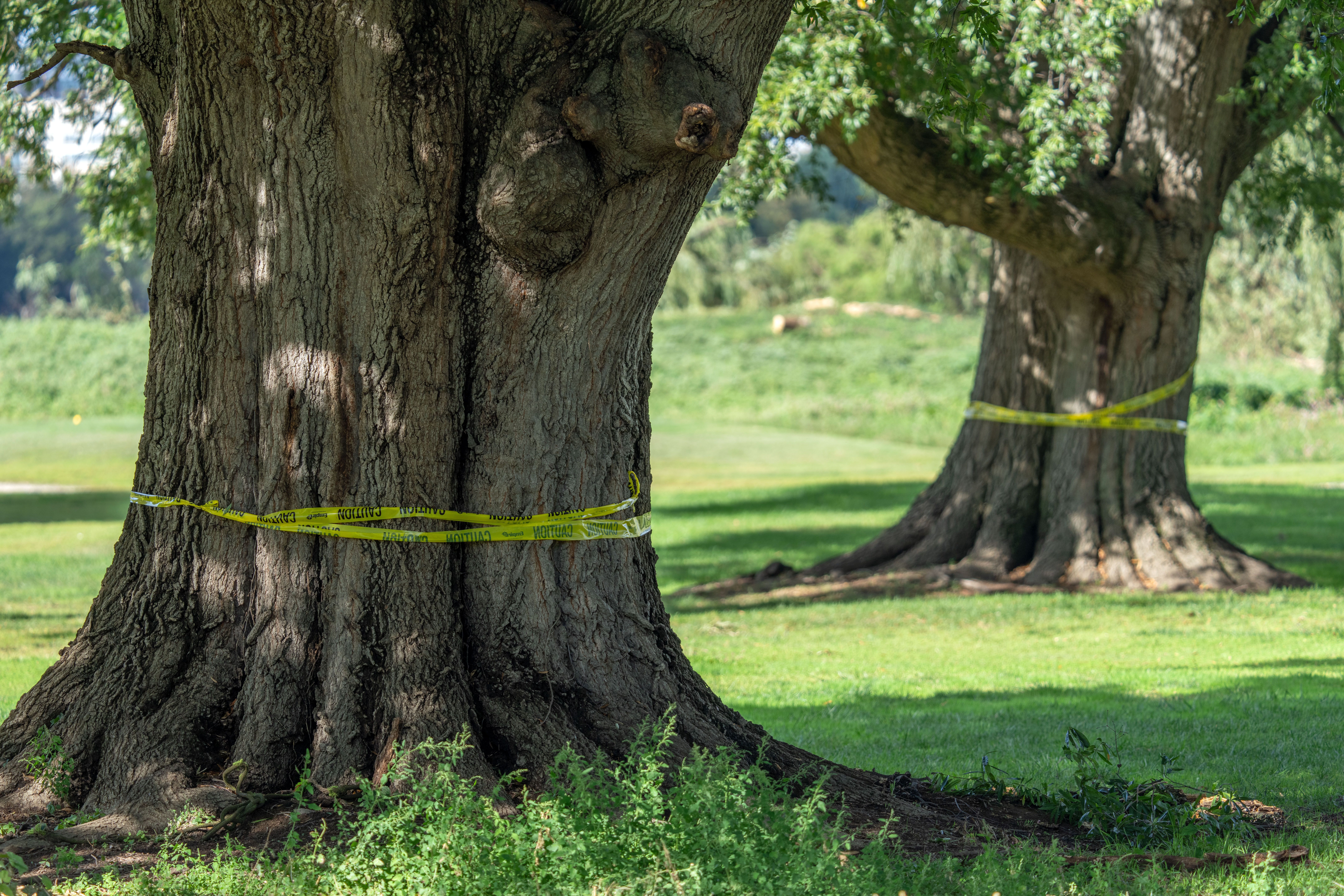 The trunks of large trees are wrapped in caution tape at the East Potomac Golf Links in D.C. on Monday.