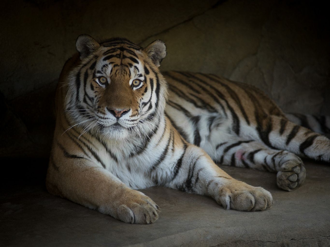 Amur Tiger  Columbus Zoo and Aquarium