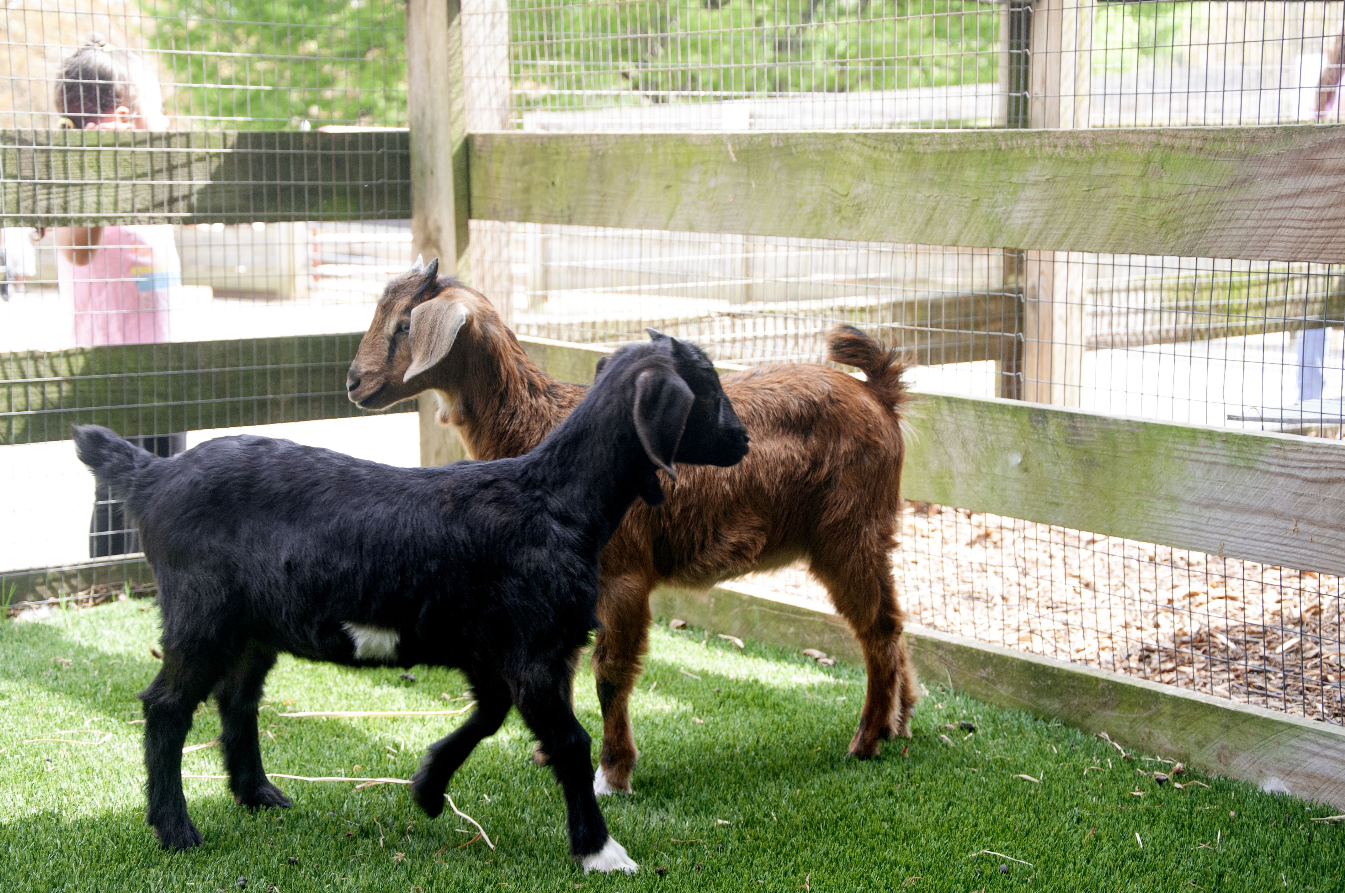 two baby goats on a farm