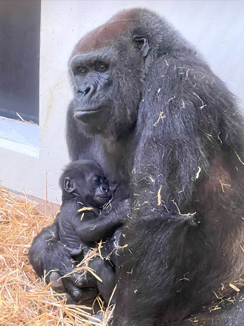 A baby gorilla sleeps in his mother's arms. 