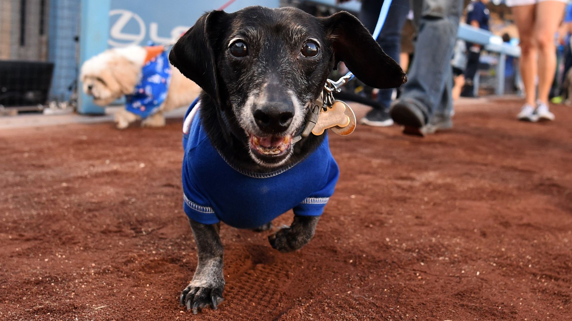 A collared dog walks toward the camera while on a baseball field. 