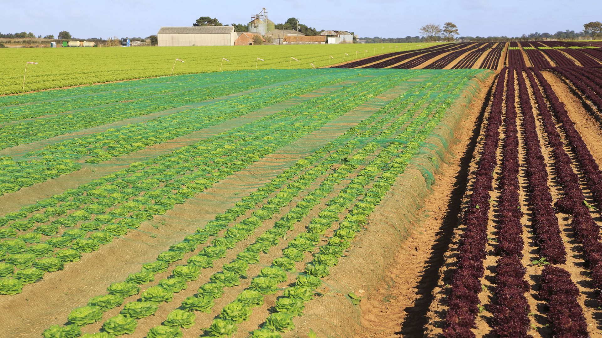 Lettuce grows in rows at a farm in Suffolk, England