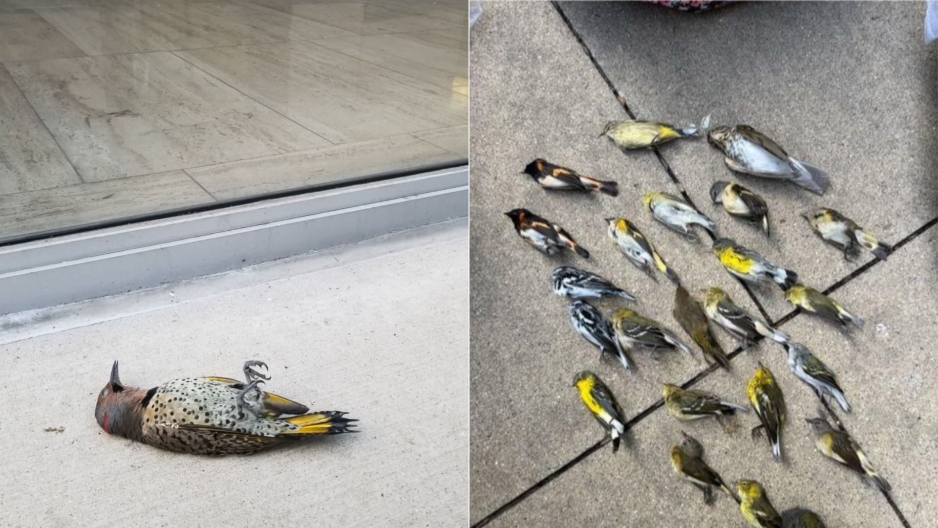 Two images of dead birds lying on the ground; left shows a single larger spotted woodpecker, right shows a group of small birds with yellow and black feathers on a gray pavement.