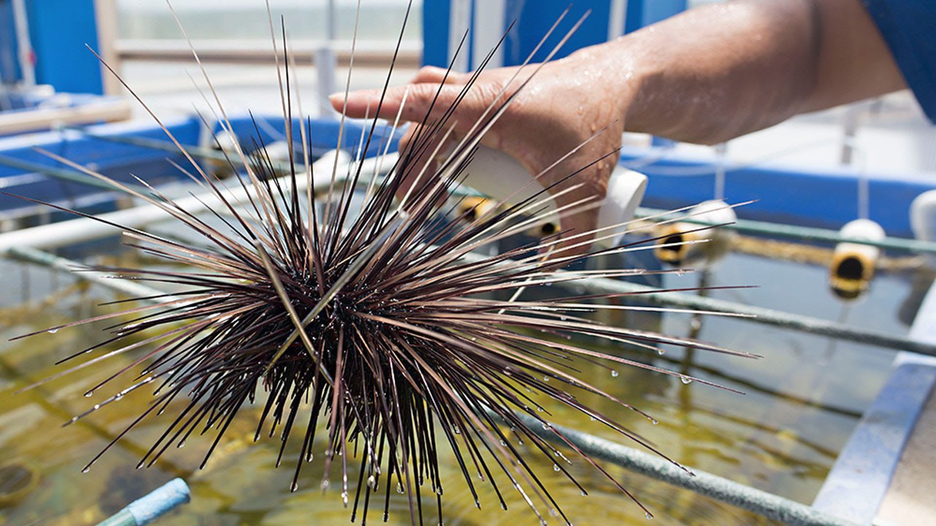 A long-spined sea urchin, Diadema antillarum, in a tank 