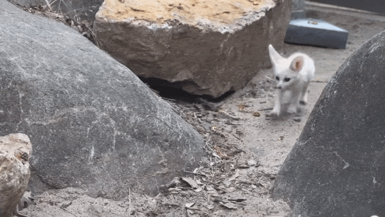 A small white kitten with large ears stands on a dusty path between gray boulders, looking ahead. Leaves scatter on the dirt with a blue object visible in the background.