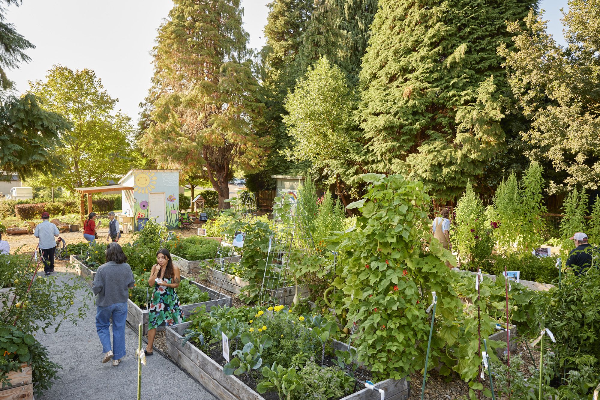 Sunlit community garden with raised beds, trellises, and dense trees. People walk among vegetables and flowers; a small shed painted with a sun mural stands near the left.