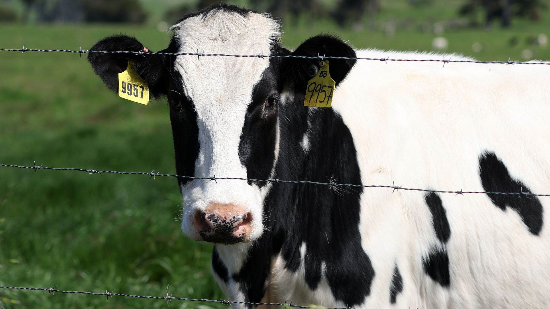 A cow looks at the camera.