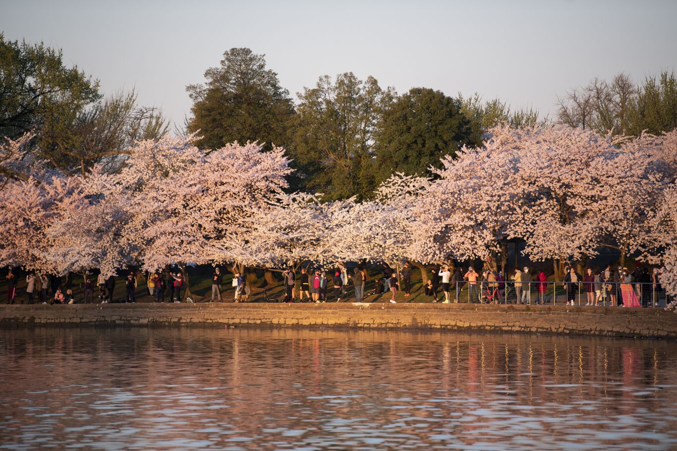 D.C. cherry blossoms 2023 peak bloom date announced March 22-25 - Axios  Washington D.C.