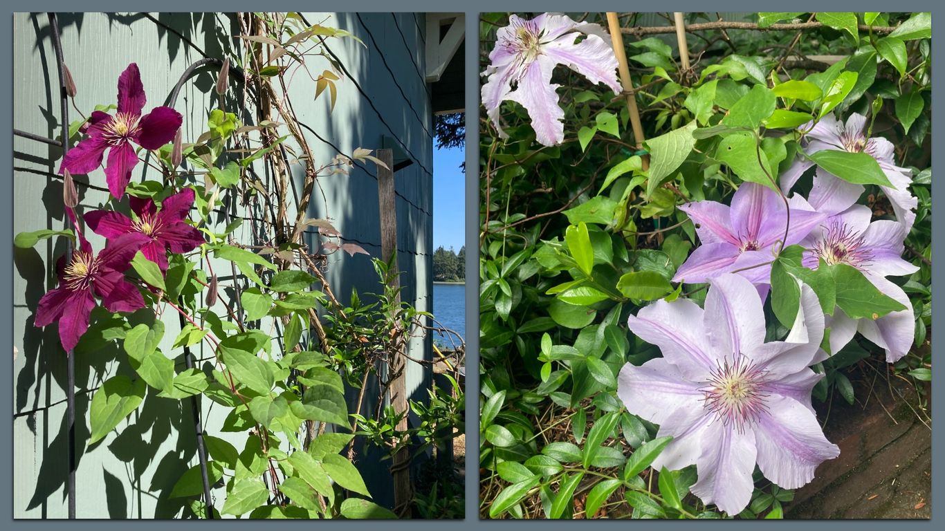 Seattle gardeners find easy wins in clematis
