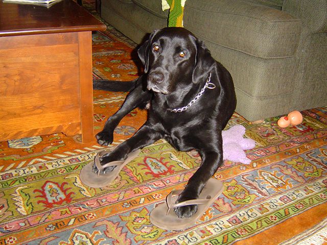 lab-in-flip-flops