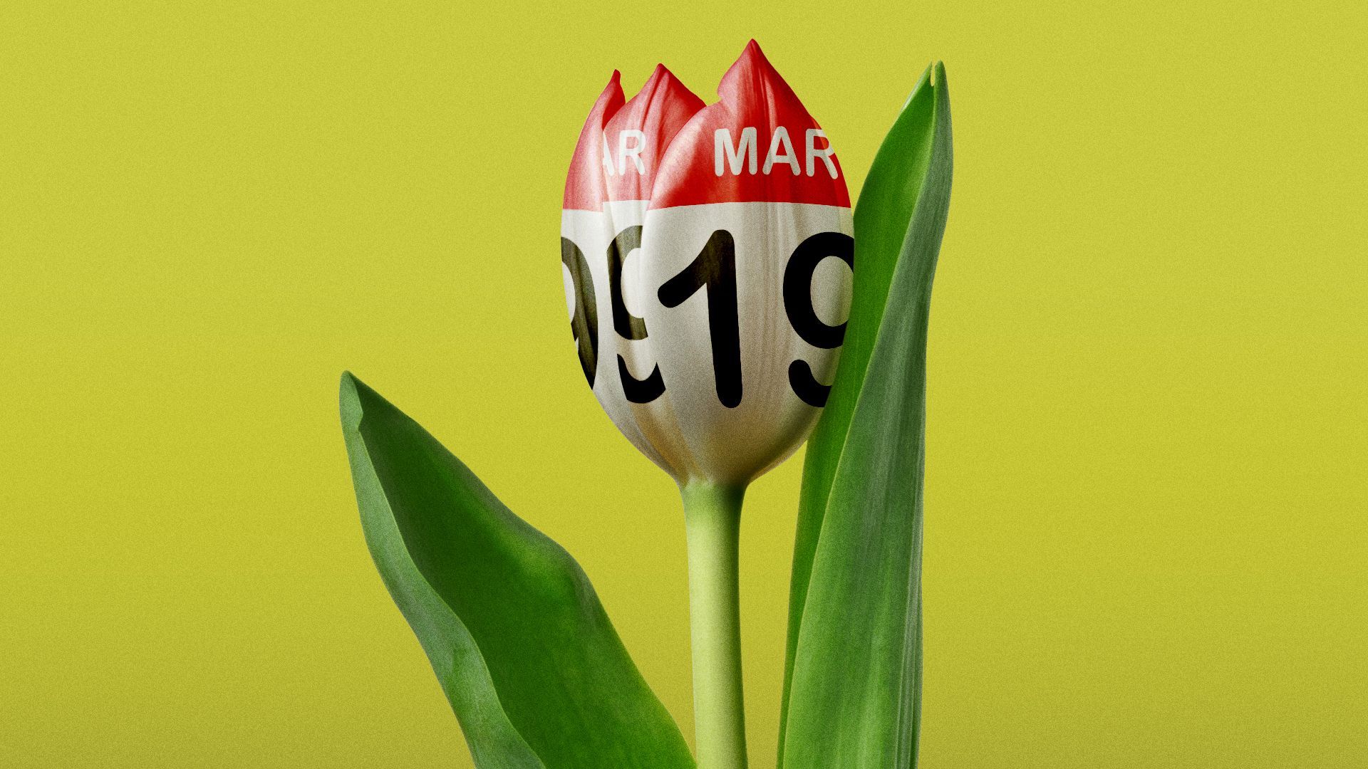 Illustration of a tulip, but its petals are a calendar showing the date March 19.