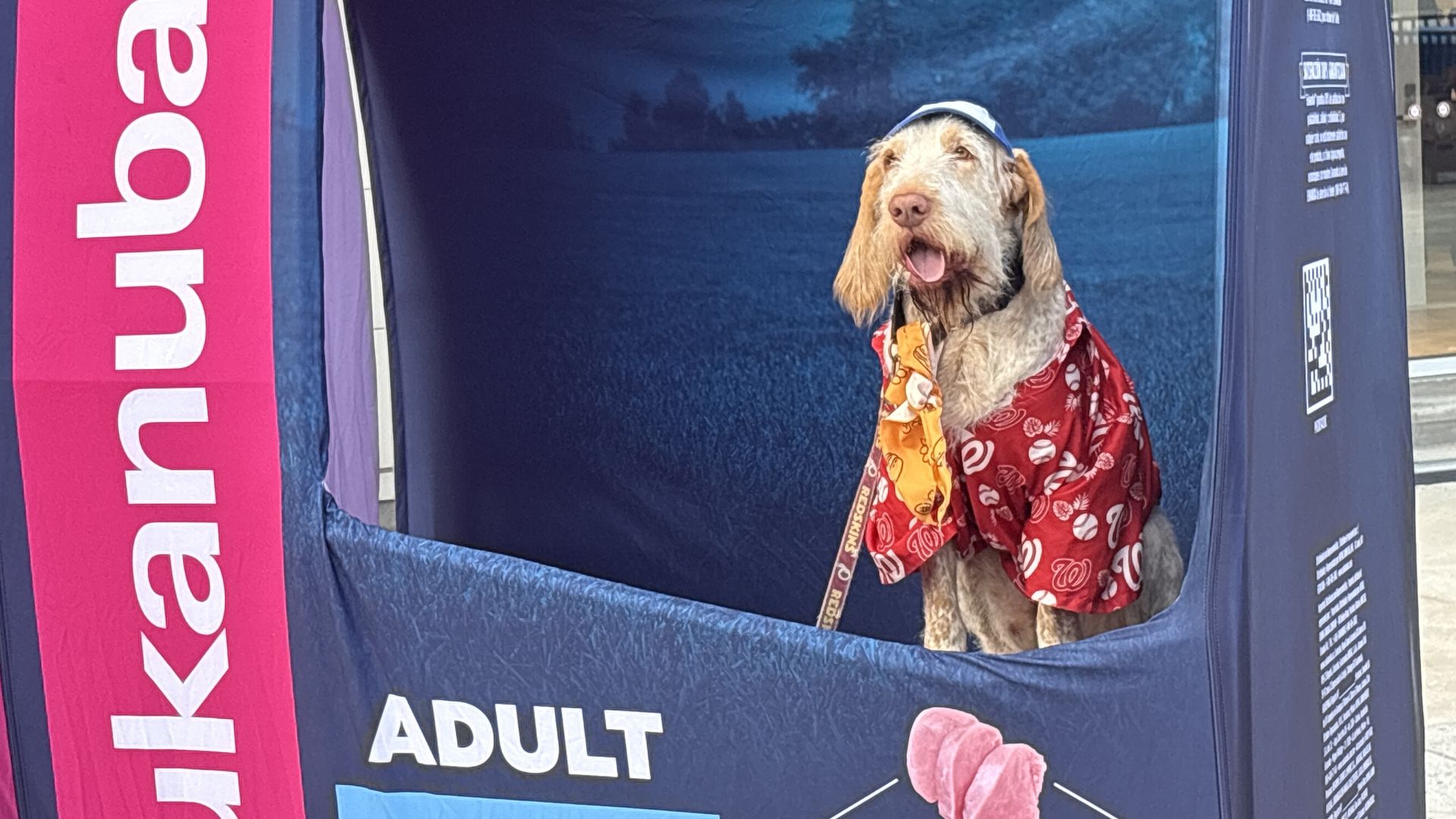 A brown and white dog wearing a red patterned bandana sits in front of a large blue inflatable backdrop at an outdoor event, with a tall pink banner to the left.