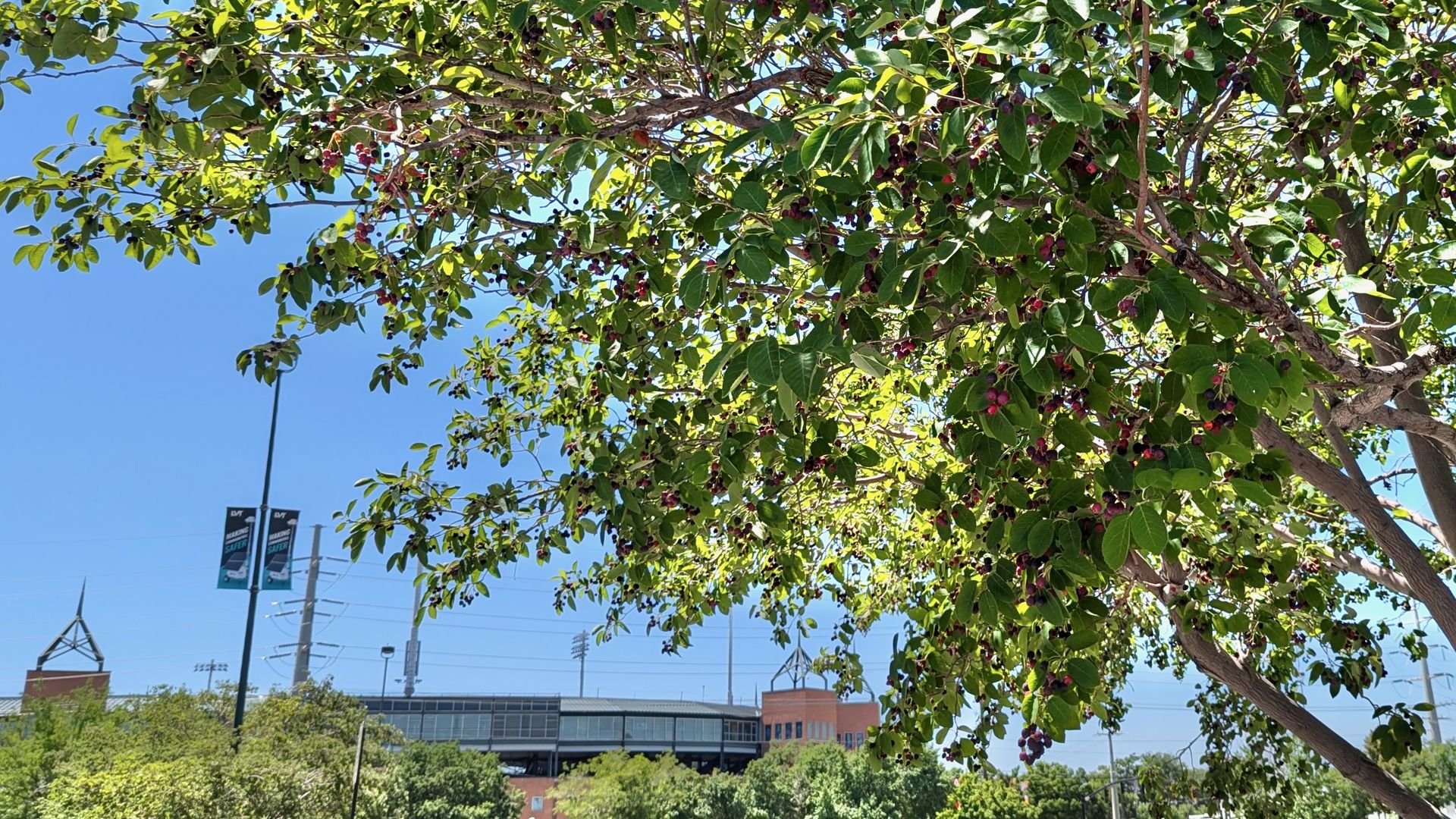 A berry tree near a baseball stadium.