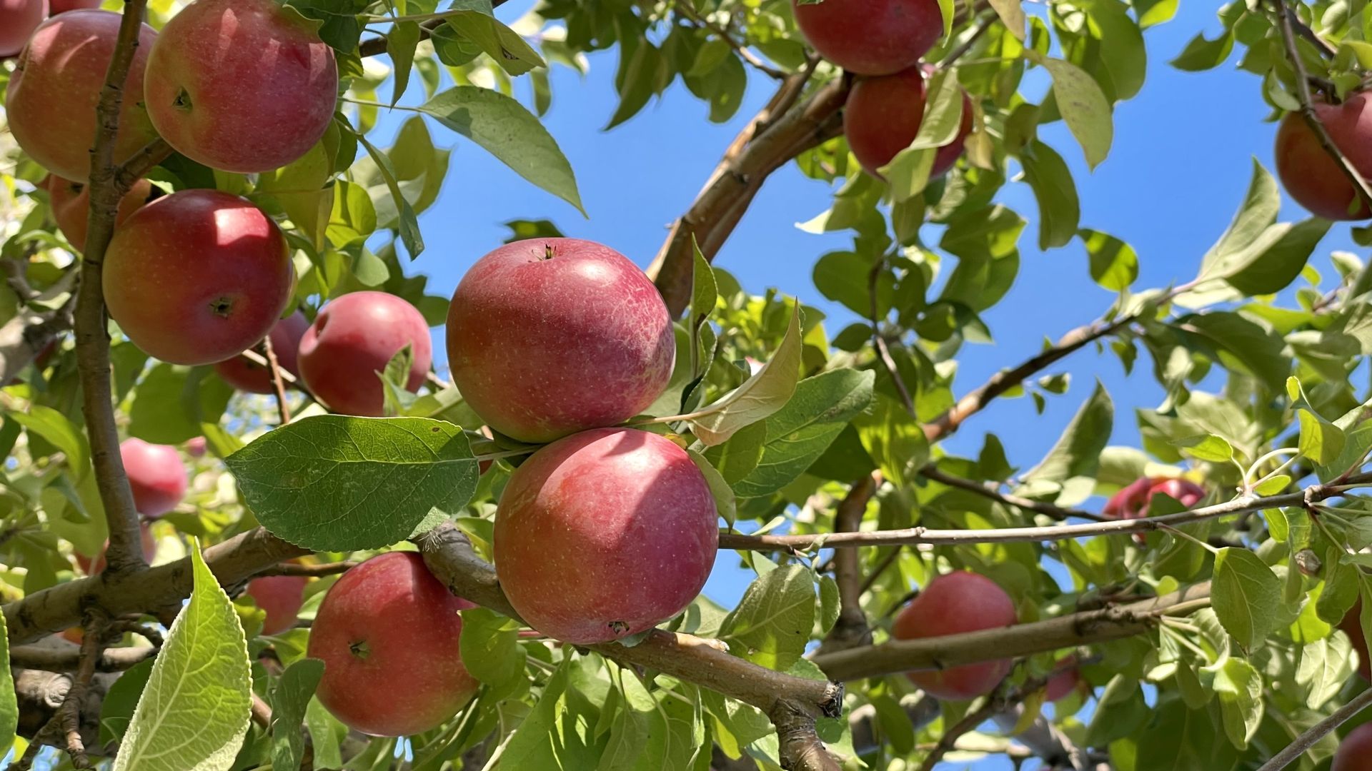 red apples in the tree with a blue sky peeking through the leaves