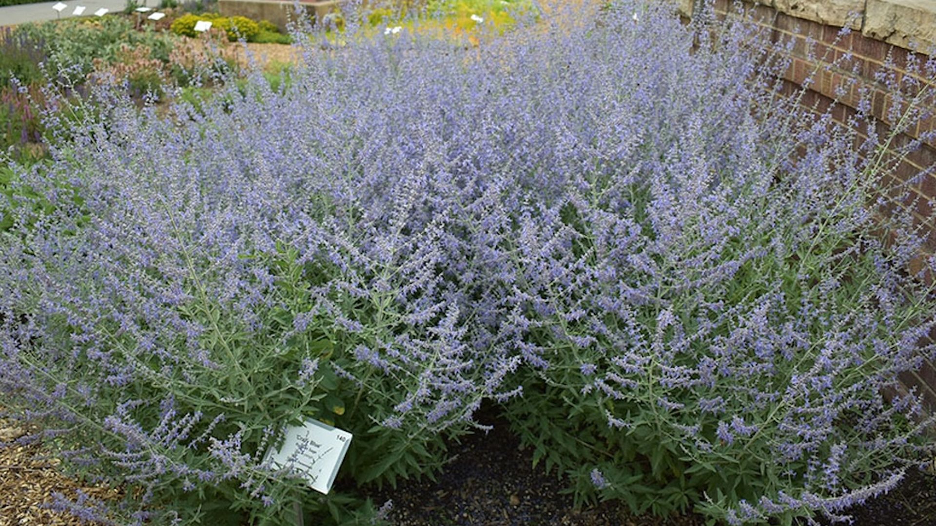 'Crazy Blue' Russian Sage