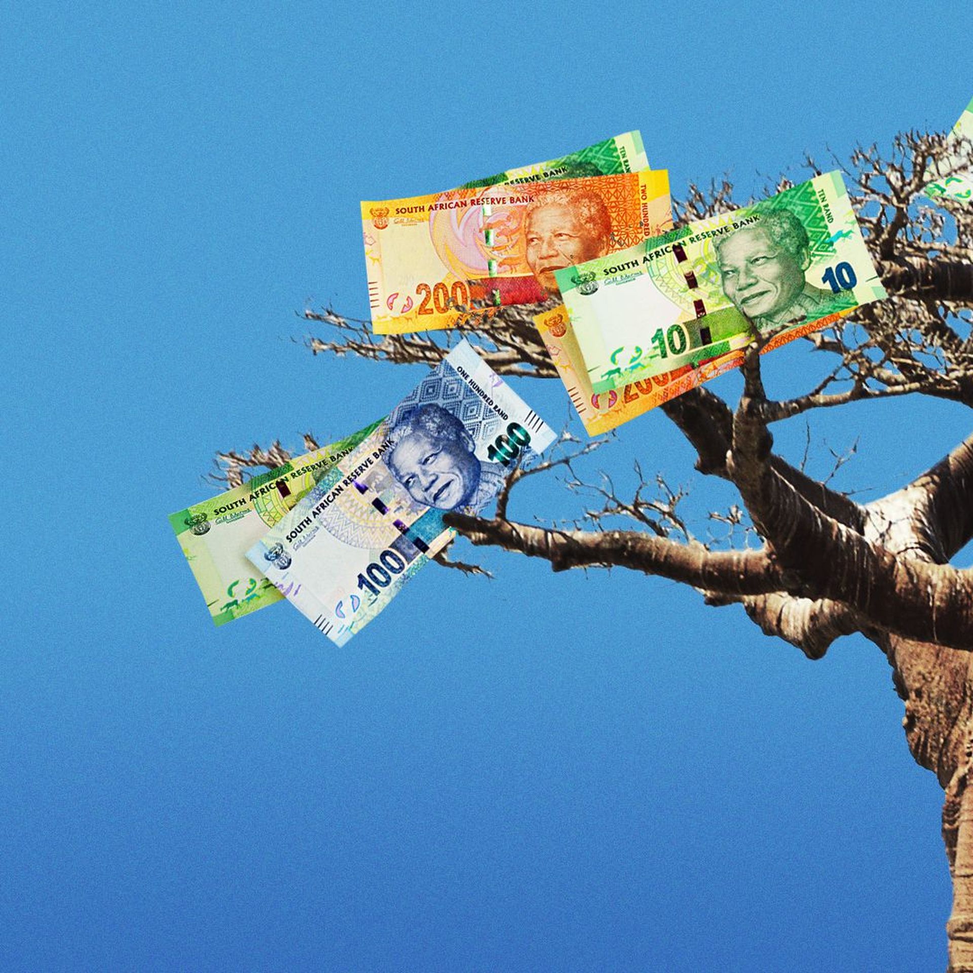 Illustration of South African rand growing like leaves in a Baobab tree.