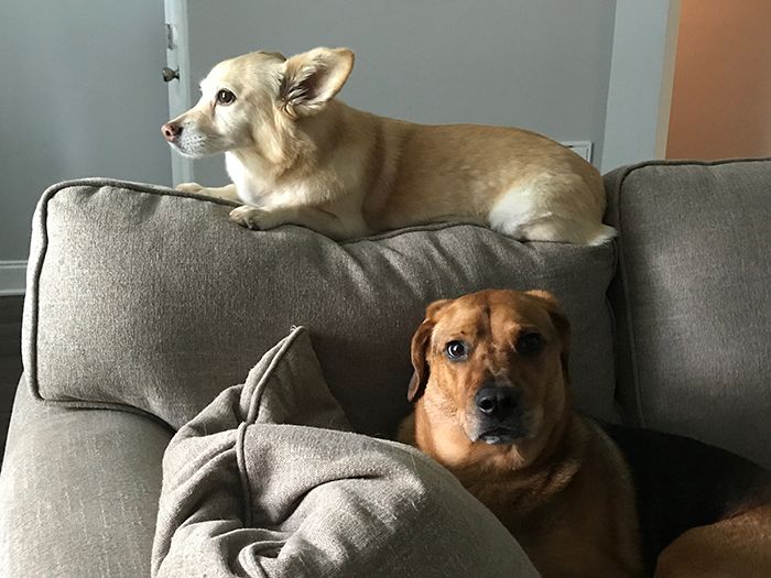 Going on vacation? Here are 7 pet sitters who will have a sleepover