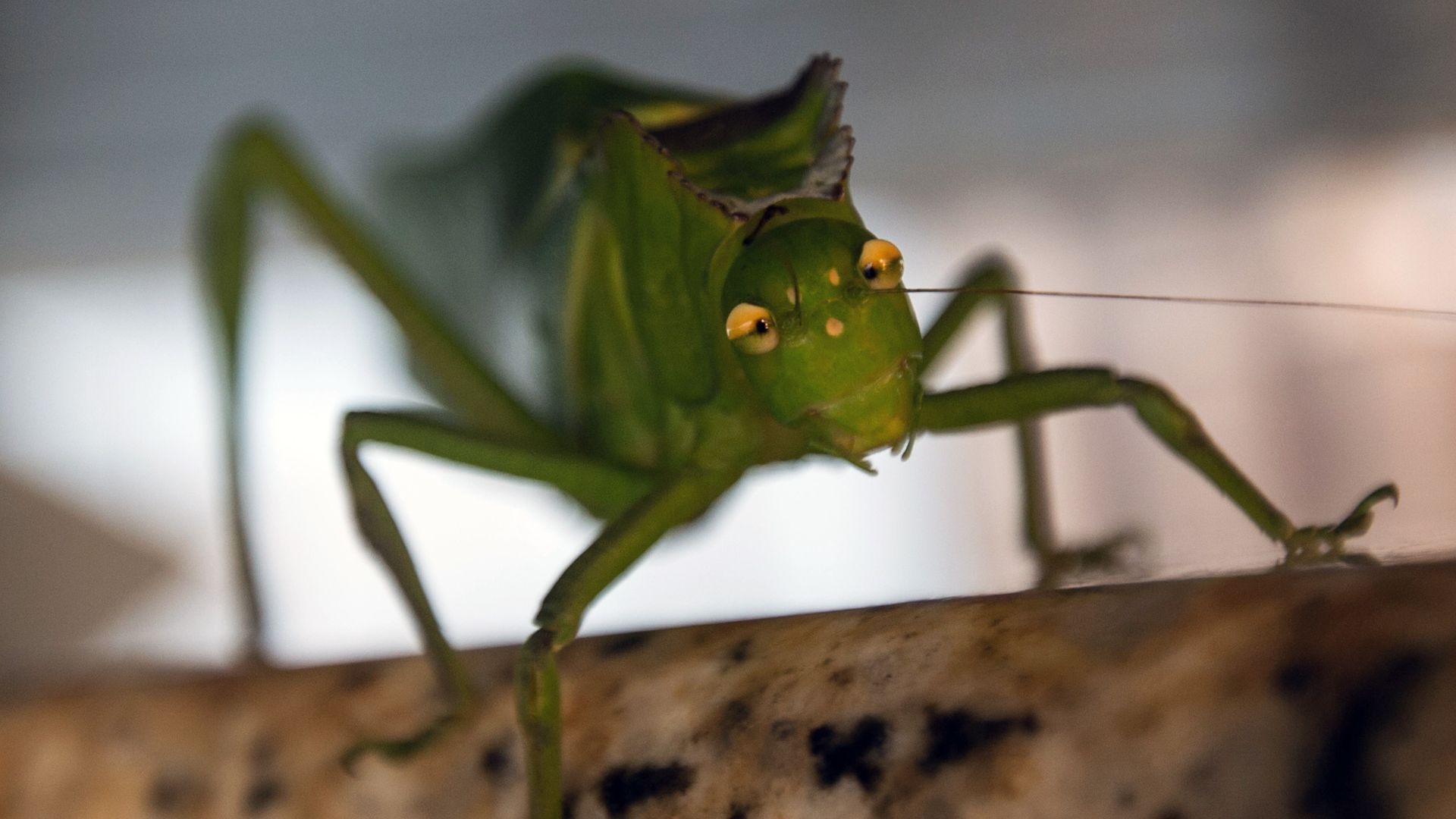 An insect with a green body and yellow eyes in Amazonia, Brazil.