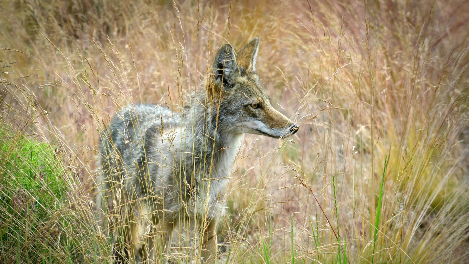 An image of a coyote in tall grass.