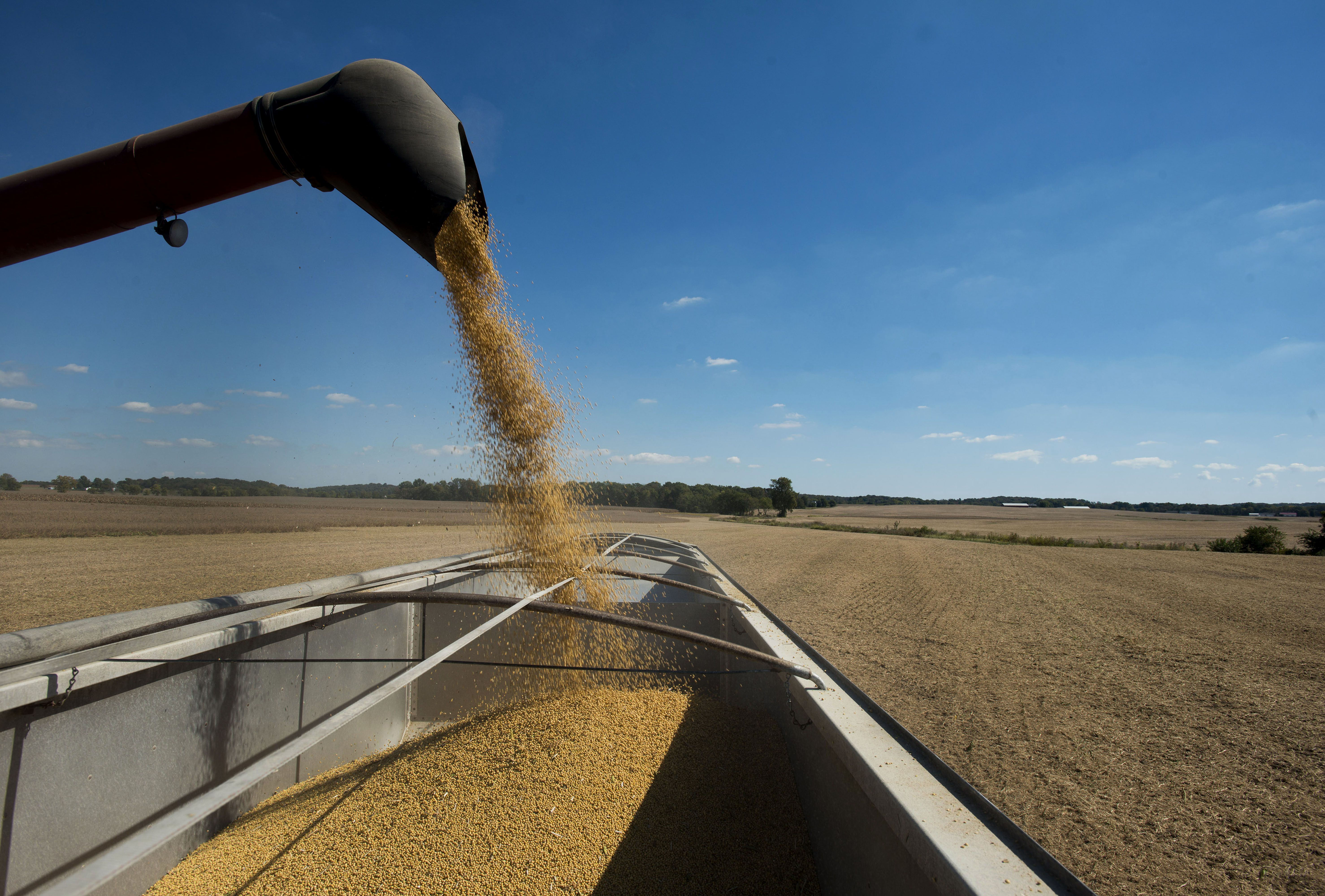 Photo of a machine pouring soybeans into a big open container 