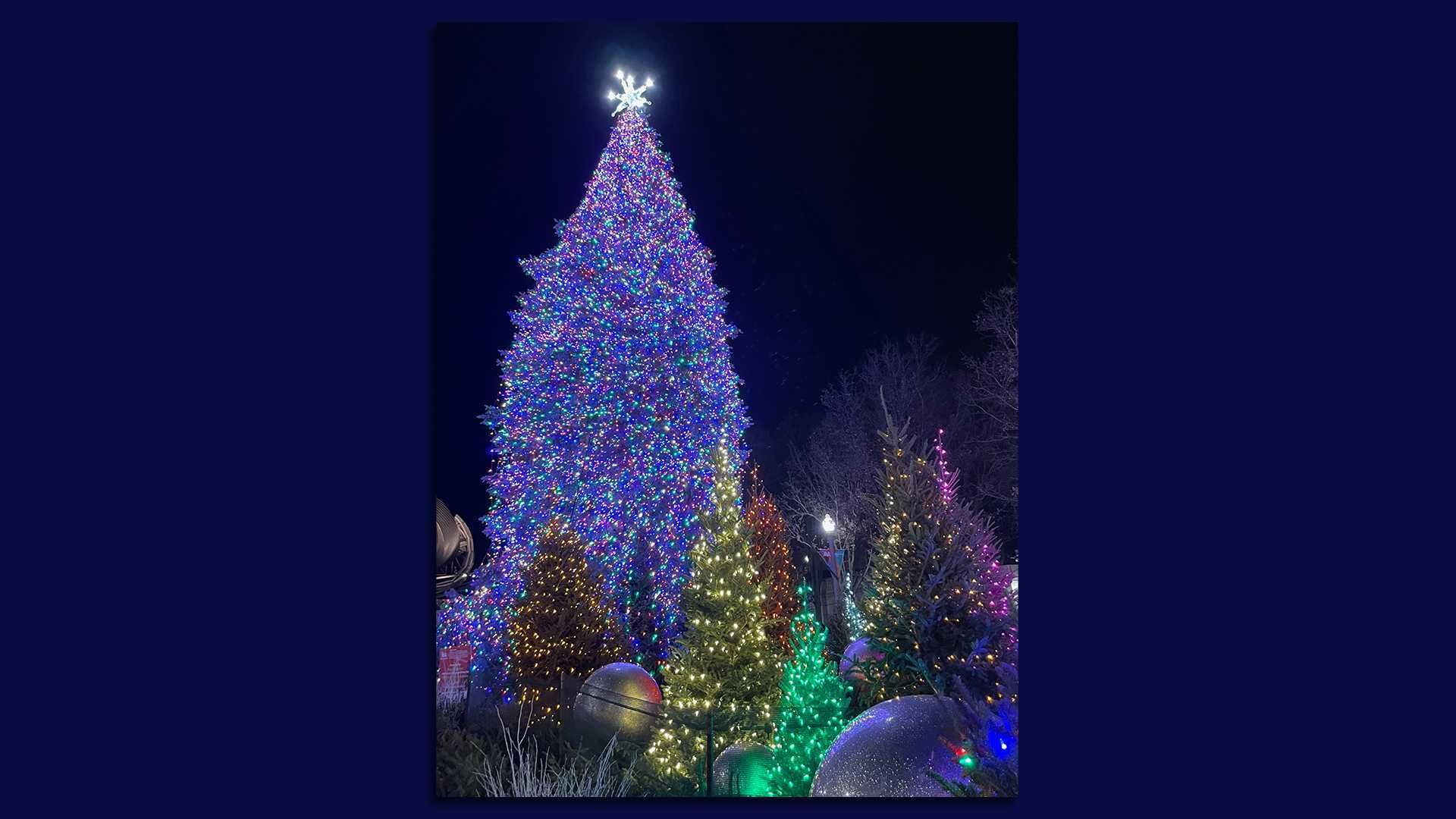 Photo of a Christmas tree. 