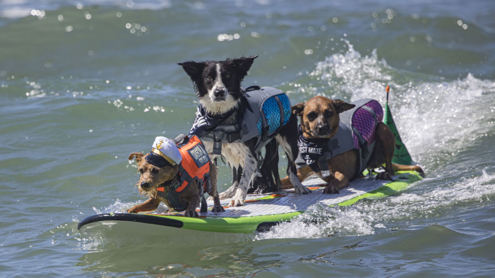 Surfing dogs