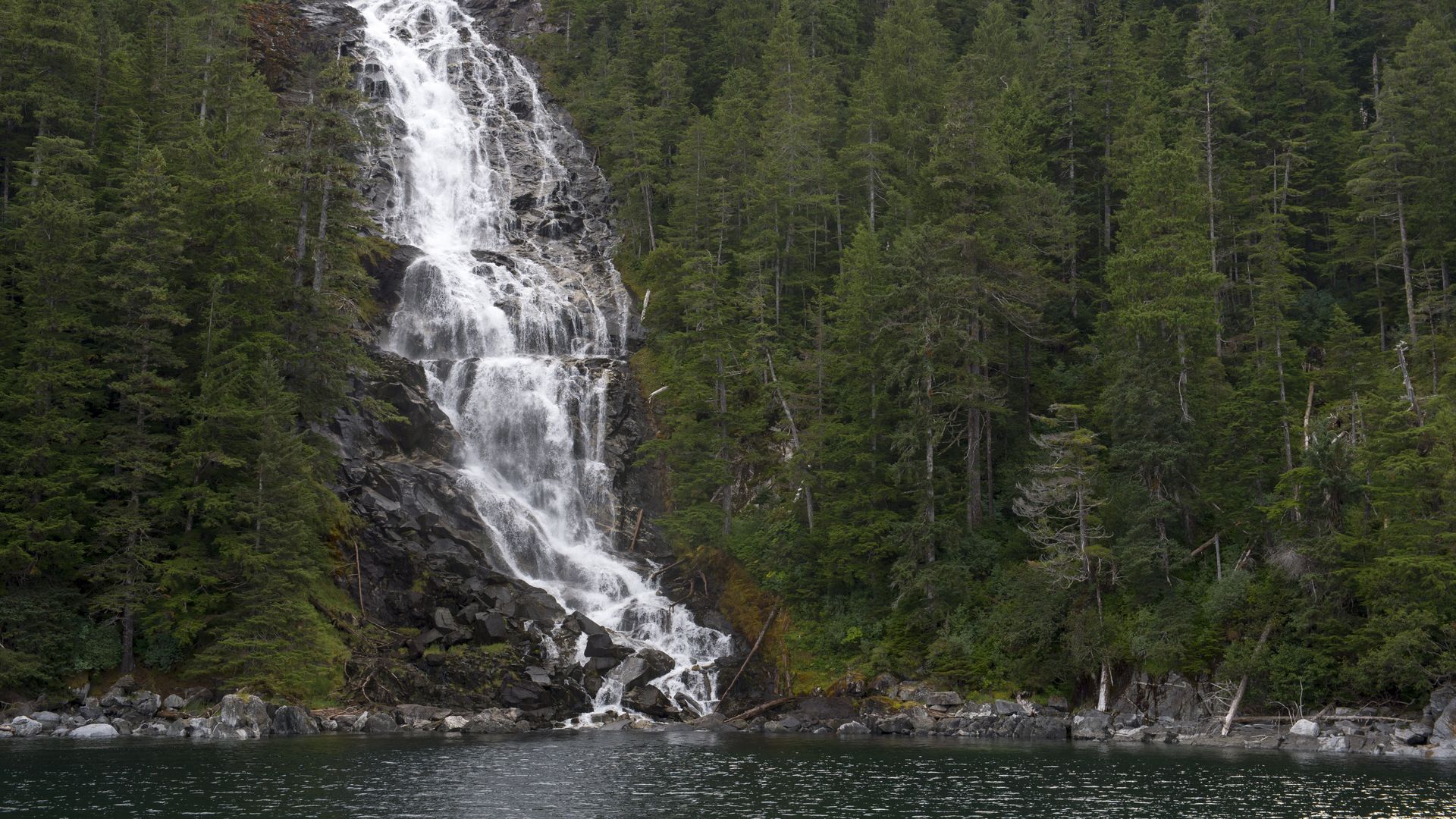 In this image, a waterfall is seen in a thick forest of evergreen trees.