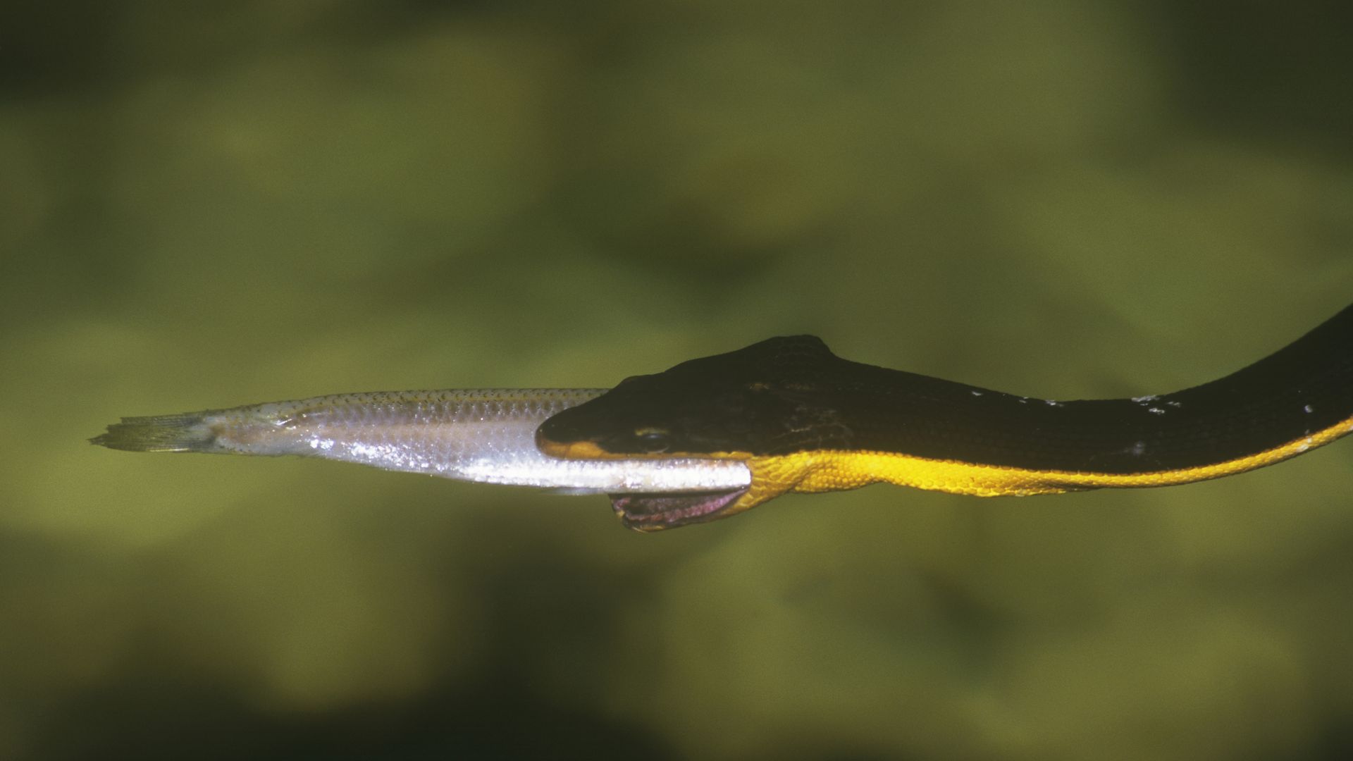 Yellow-bellied sea snake (Pelamis platurus), feeding on a fish. Origin: Great Barrier Reef, Queensland, Australia. (Photo by Auscape/Universal Images Group via Getty Images)