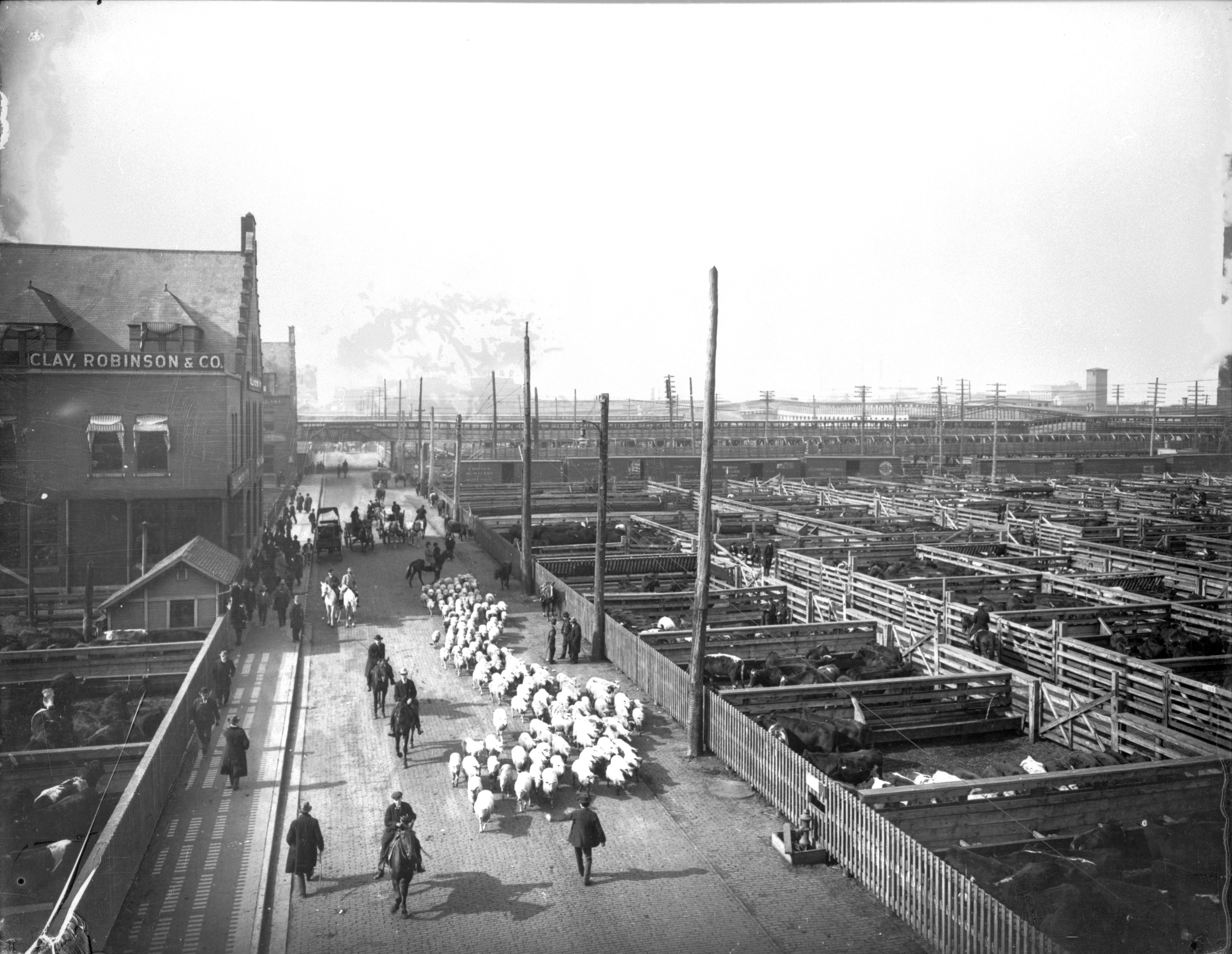 Black and white vintage image of the Chicago union stockyards with live cattle walking next to men on horses.