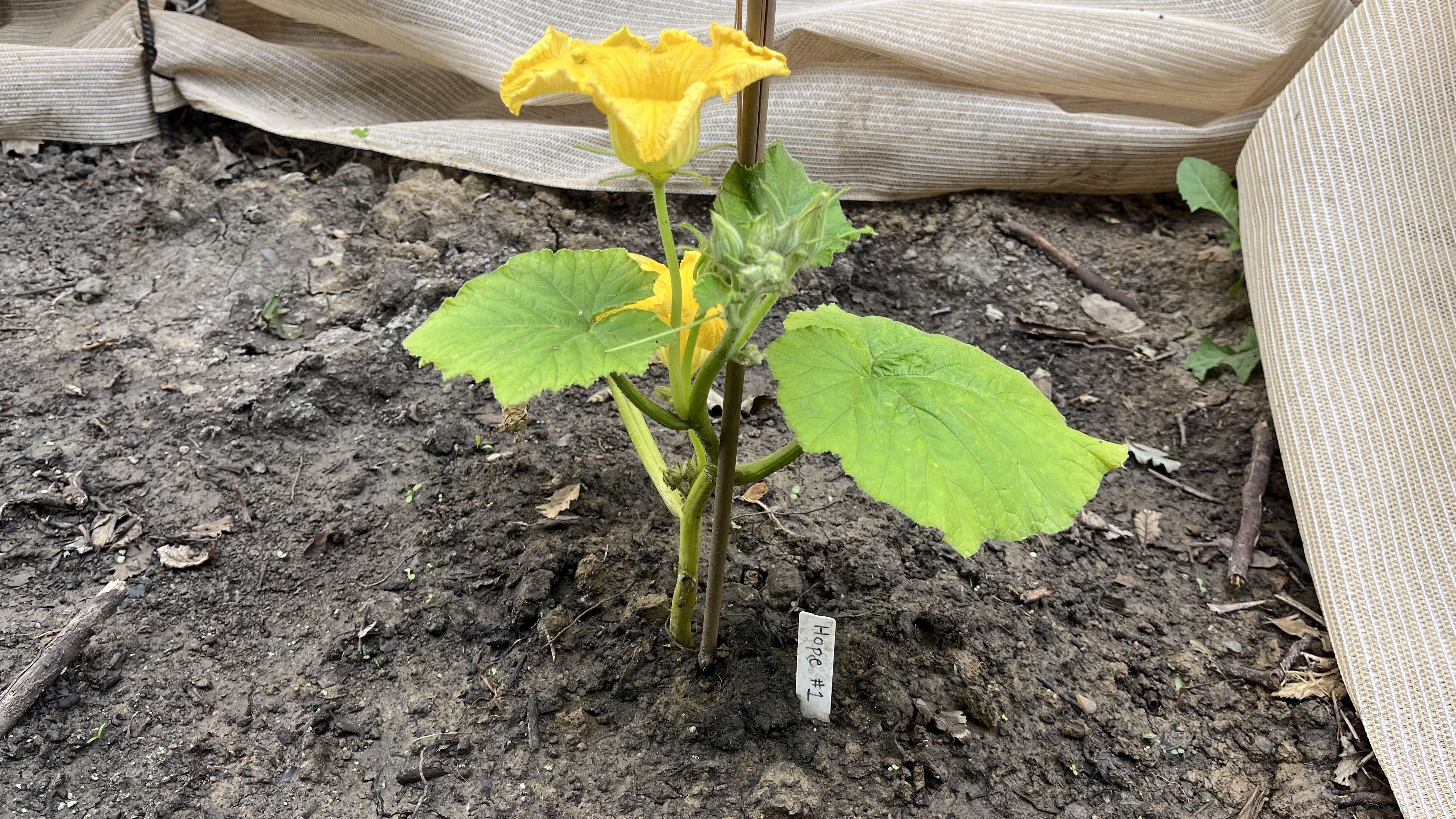 A young squash plant with large green leaves and a bright yellow blossom grows from bare soil beside burlap fabric. A stake supports the stem, and a small tag reads "Hope #4".