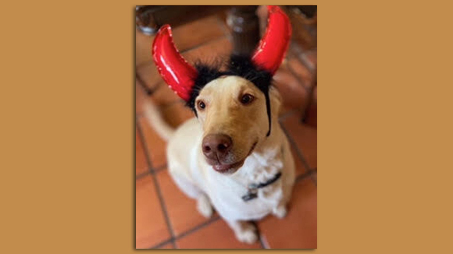 A dog in devil horns for Halloween. 