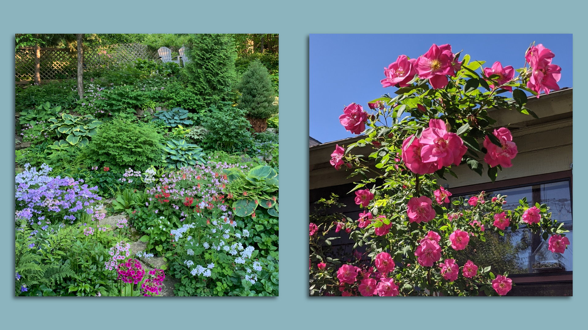Green flowers with purple or pink flowers against greeny or and pink flowers against a house