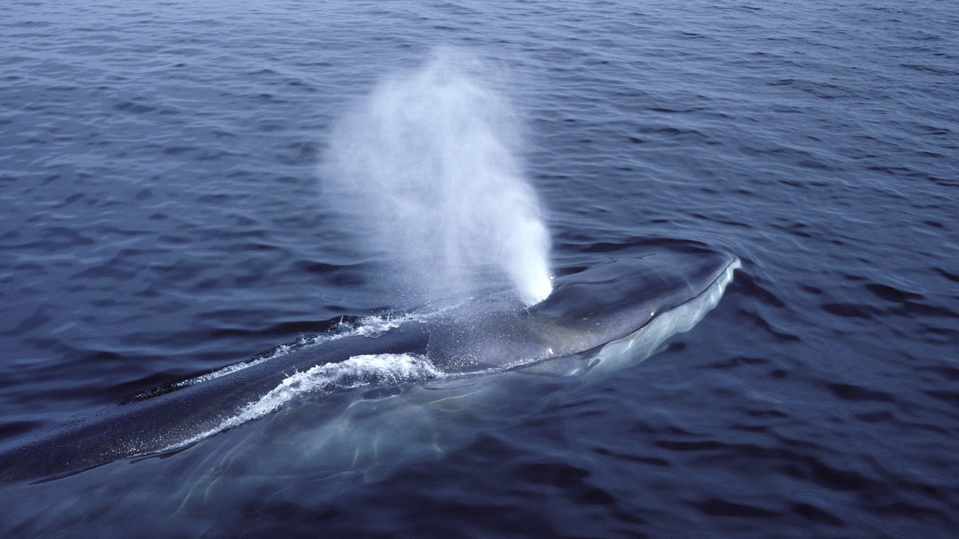 Fin whale