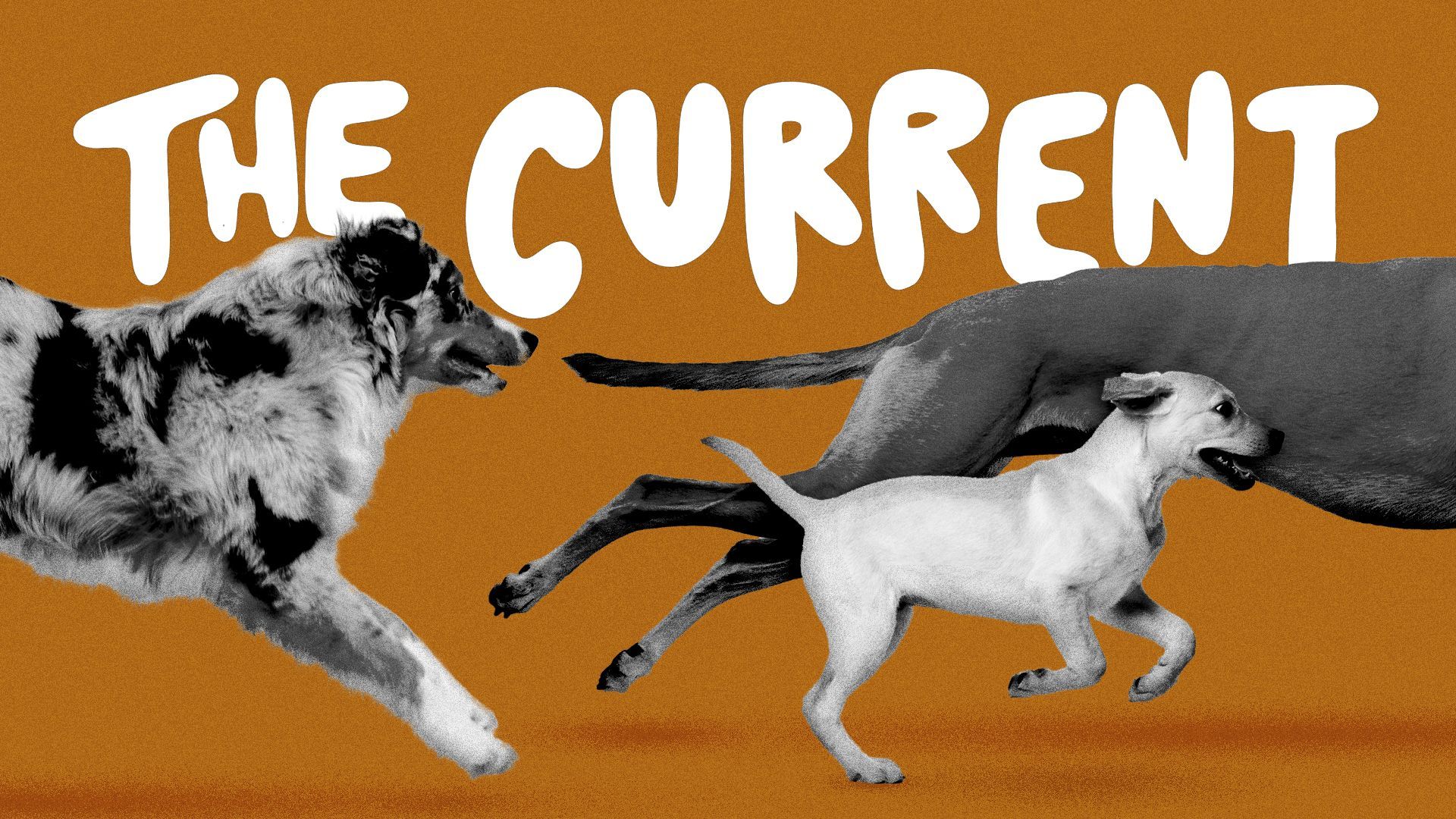 Illustration of loose dogs running past "The Current."