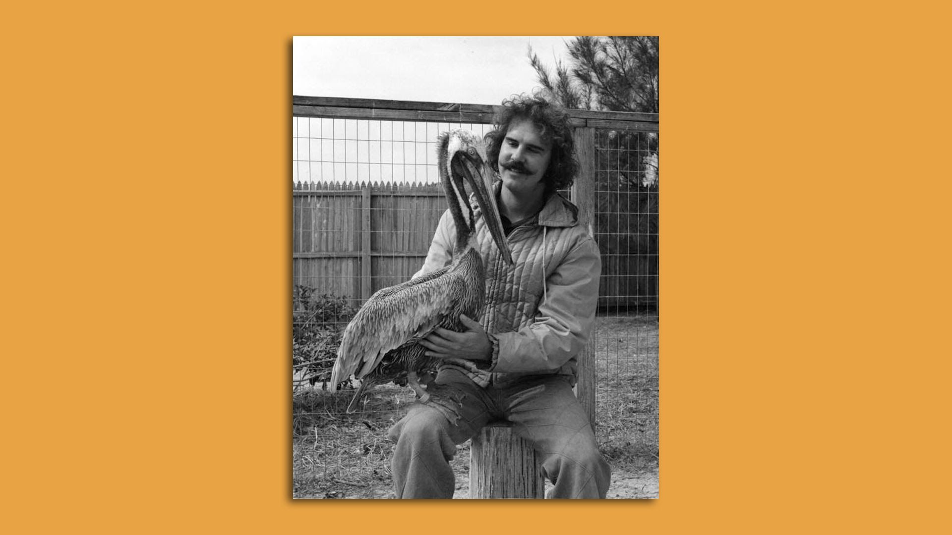 Ralph T. Heath with rescued pelican at Suncoast Bird Sanctuary in 1970. 