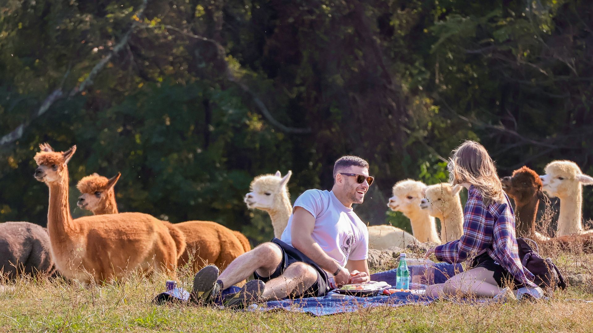 Man and woman picnicking on a blue blanket in a grassy field, laughing; a herd of brown and white alpacas stands behind them near trees.