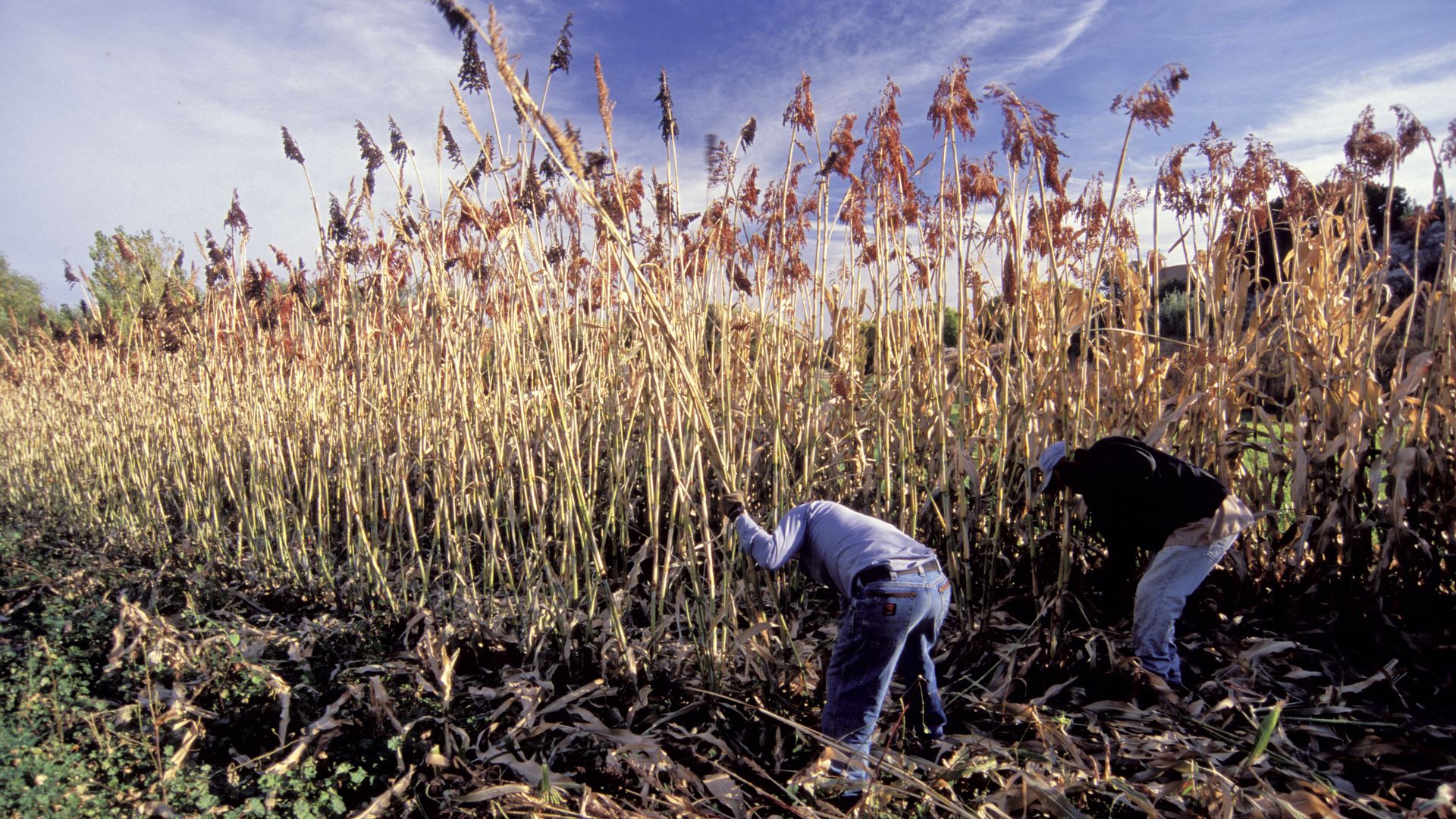 Two farmers with backs to the camera harvest sorghum