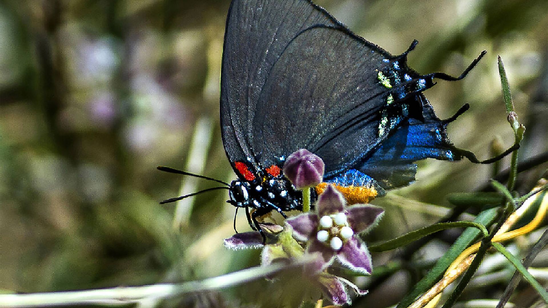 Photo of a butterfly with hints of blue on a flower.