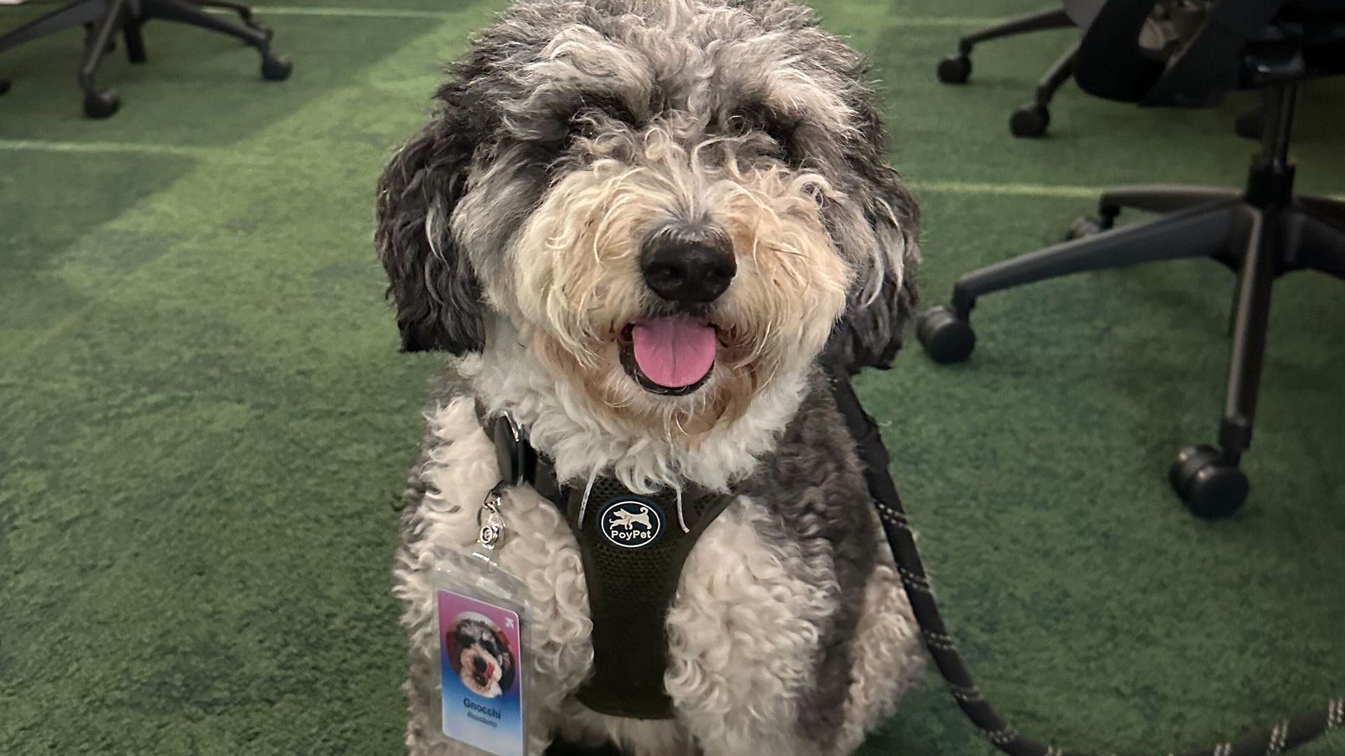 A fluffy gray and white dog sits in the foreground with its tongue out, wearing a harness and badge in a modern office with green carpet; background shows chairs, desks, and glass walls.
