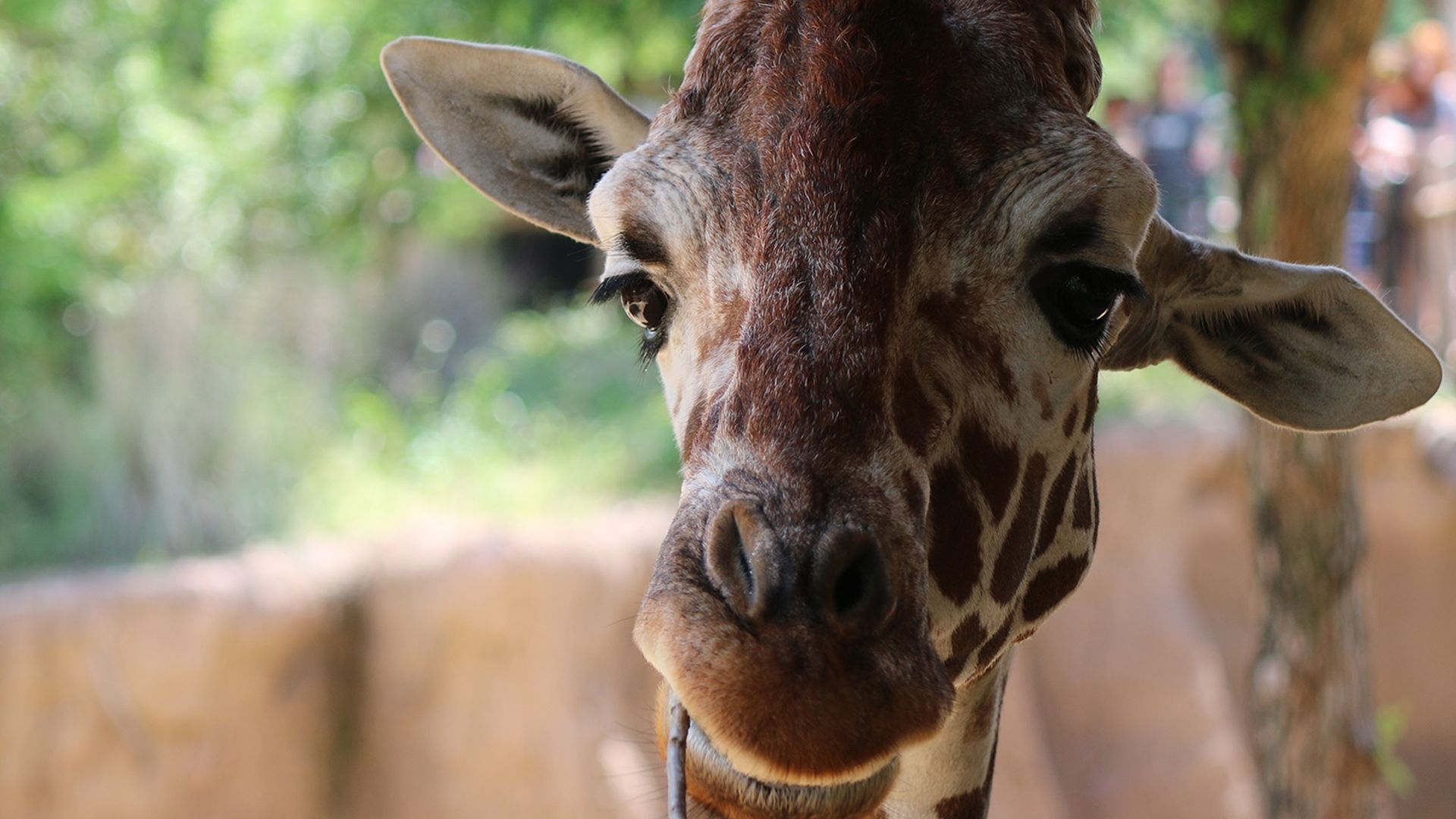 An adorable giraffe looking straight at the camera while chewing a stick.