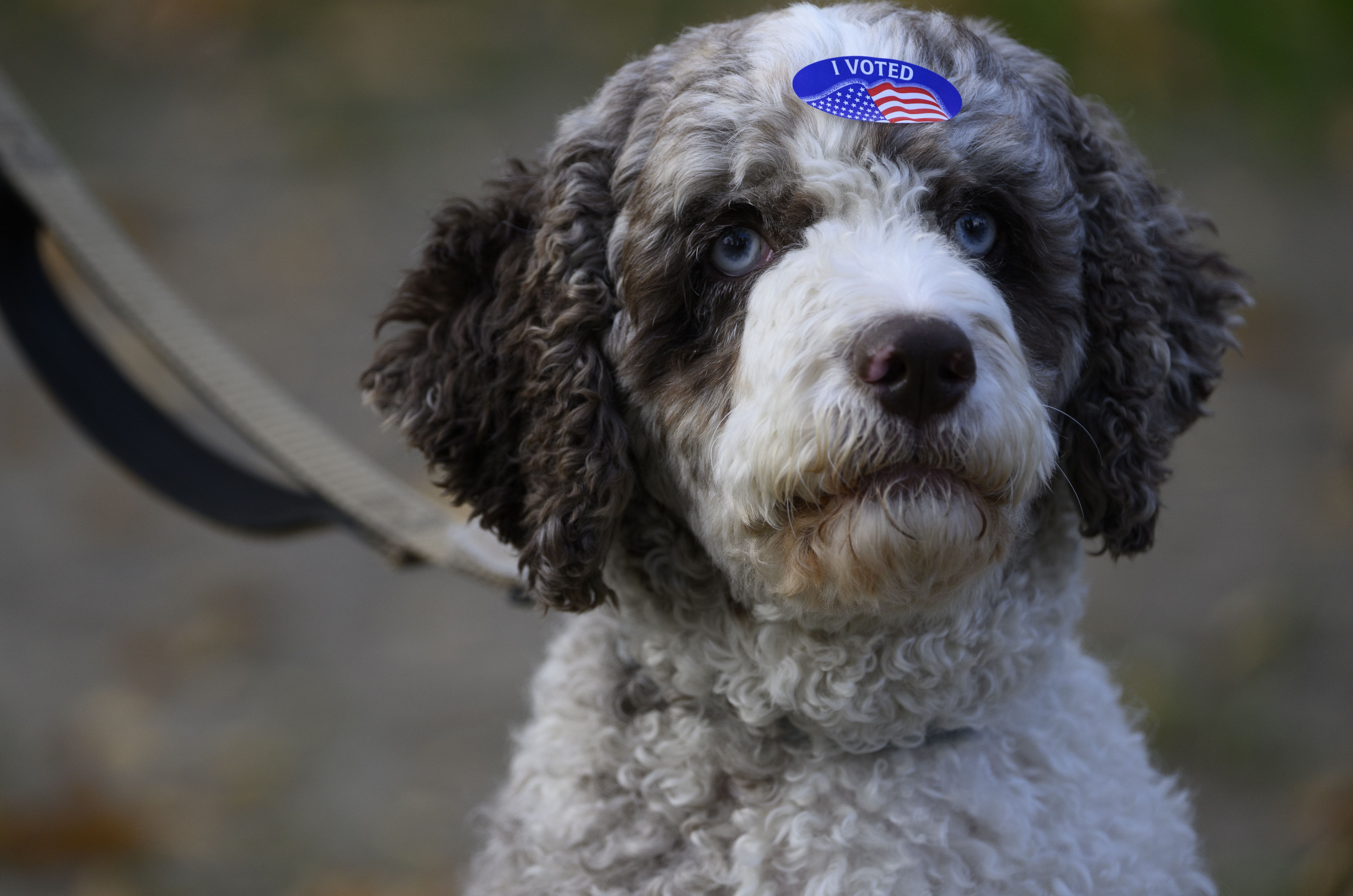 A labradoodle waits outside a polling location with an "I Voted" sticker on its head. 