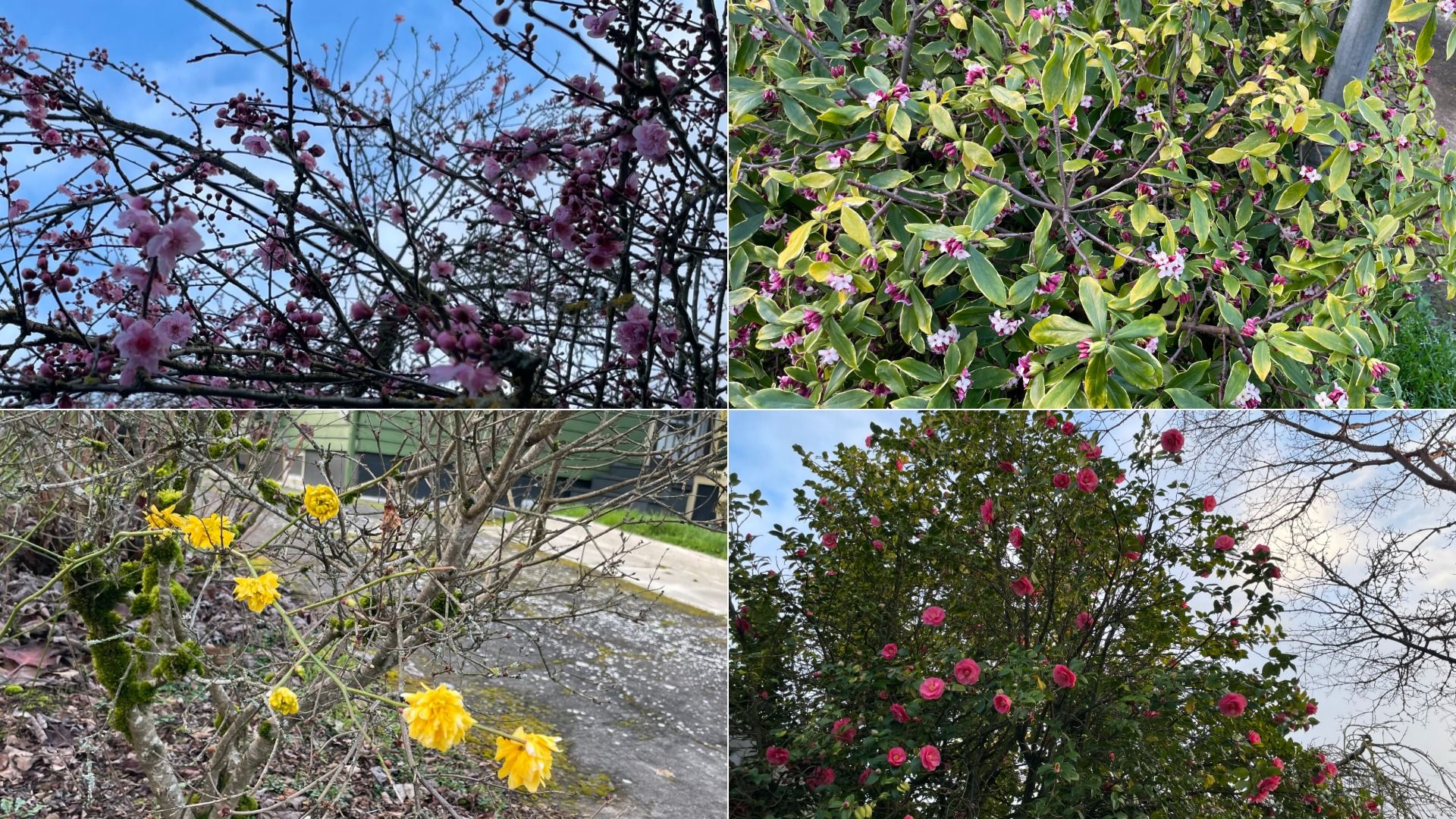 Four images of blooming plants: pink cherry blossoms on branches against blue sky, green leaves with small pink and white flowers, bare branches with yellow blooms and moss, and a tall tree with pink flowers under a cloudy sky.