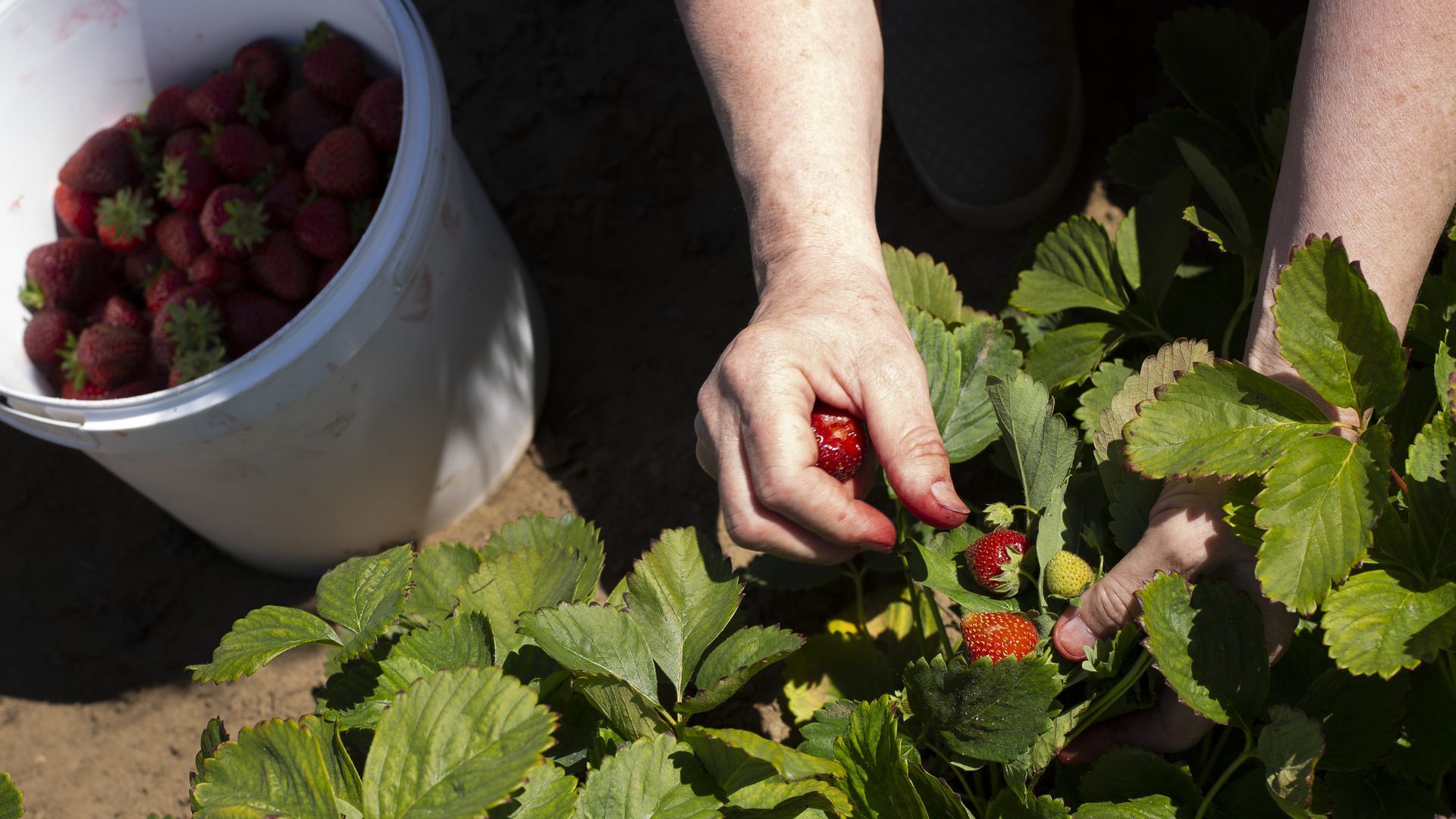 A person's hands picking strawberries.