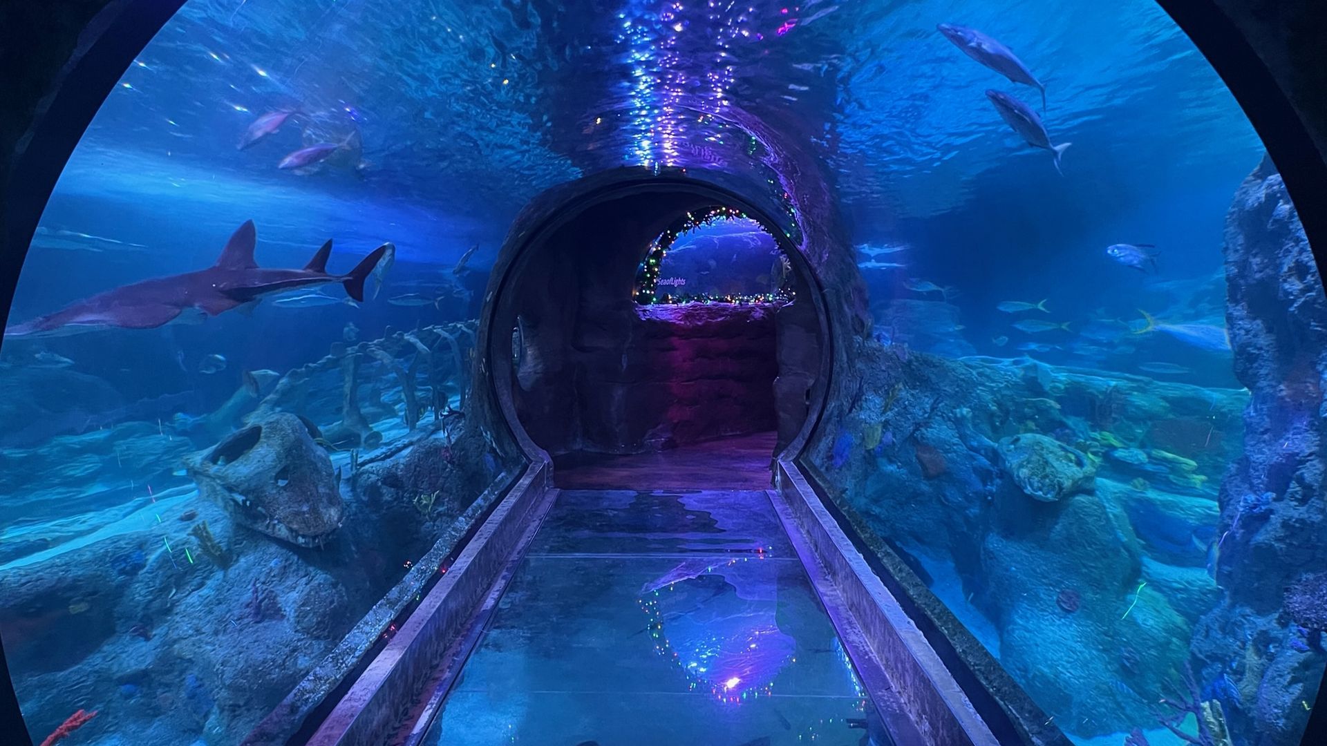 What to do at Grapevine Mall's Sea Life Aquarium Axios Dallas