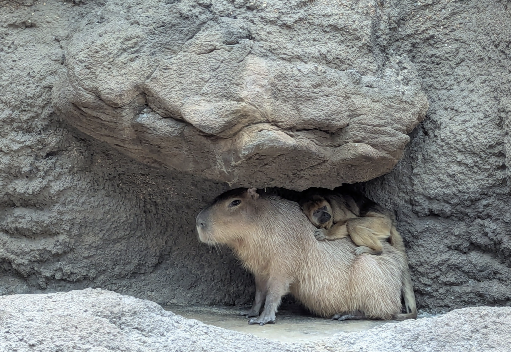 A capybara stands under rocky overhang while a small monkey rests on its back in a shaded crevice with textured gray rock surroundings.