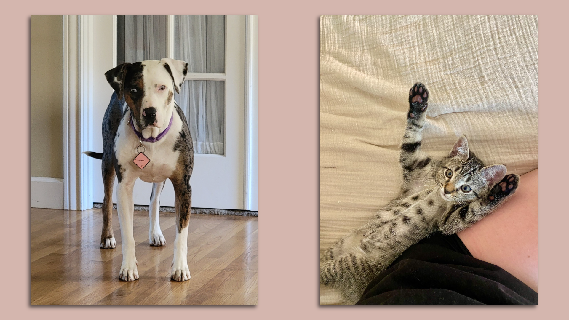 Photos of Codebook readers' dogs and kittens